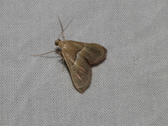 Endotricha theonalis