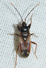 Eremocoris fenestratus