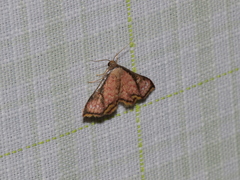 Enispa elataria