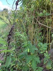 Agrimonia pilosa japonica