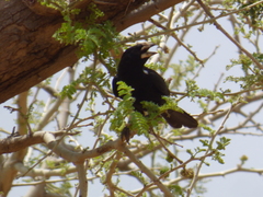 Bubalornis albirostris