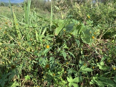 Bidens frondosa