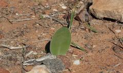 Haemanthus unifoliatus