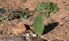 Haemanthus unifoliatus