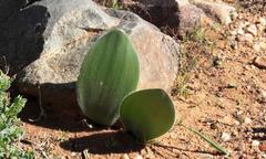 Haemanthus unifoliatus