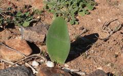 Haemanthus unifoliatus