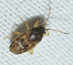 Stygnocoris mandibularis