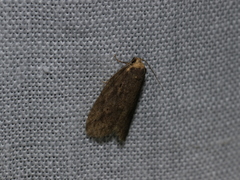 Eugoa bipunctata