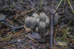 Coprinopsis acuminata
