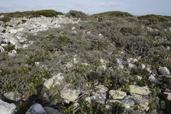 Cussonia thyrsiflora