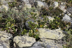 Cussonia thyrsiflora