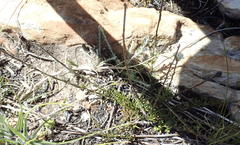 Phyllopodium elegans