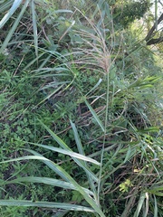 Miscanthus sinensis