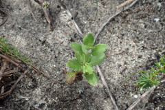 Chaenostoma cordatum