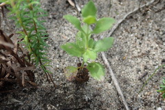 Chaenostoma cordatum