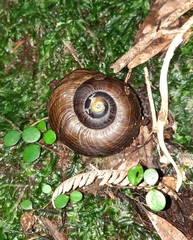 Powelliphanta traversi