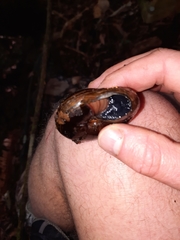 Powelliphanta traversi