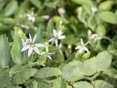 Lobelia leucotos