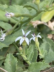 Lobelia leucotos