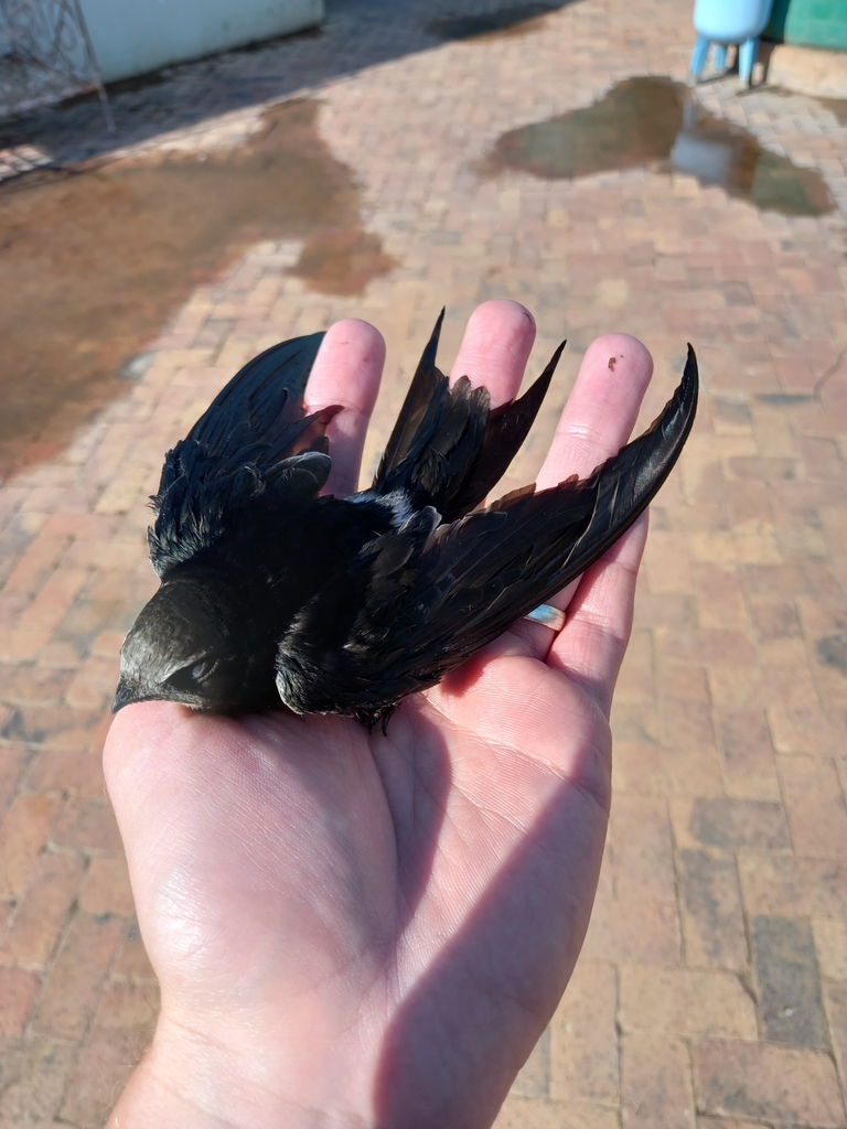 White-rumped Swift