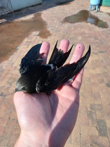 White-rumped Swift