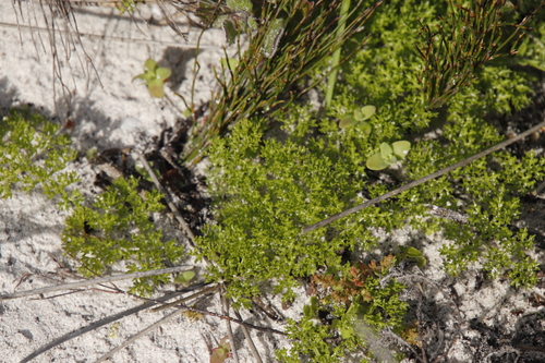Image of Wild Aniseroot by (c) Tony Rebelo, some rights reserved (CC BY-SA)