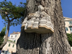 Fomes fomentarius