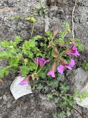 Pelargonium suburbanum
