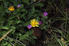 Arctotis arctotoides