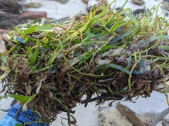 Thalassia hemprichii