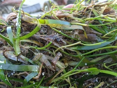 Thalassia hemprichii