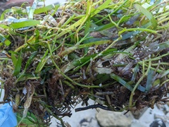 Thalassia hemprichii