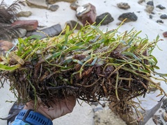Thalassia hemprichii