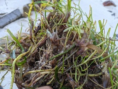 Thalassia hemprichii