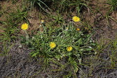 Arctotis arctotoides