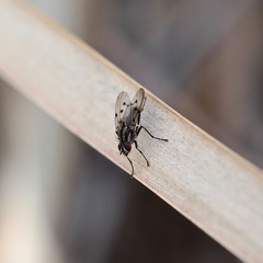 Anthomyia punctipennis