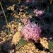 Lachenalia pygmaea - Photo (c) Alan Horstmann, algunos derechos reservados (CC BY-NC), subido por Alan Horstmann