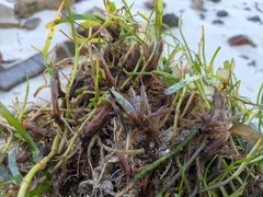 Thalassia hemprichii