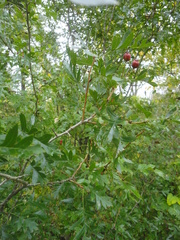 Crataegus pinnatifida