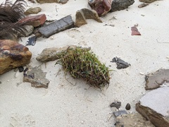 Thalassia hemprichii