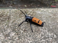 Diastocera trifasciata