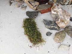 Thalassia hemprichii