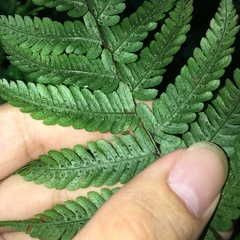 Metathelypteris gracilescens