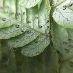 Metathelypteris gracilescens