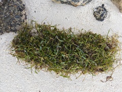 Thalassia hemprichii