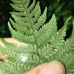 Metathelypteris gracilescens