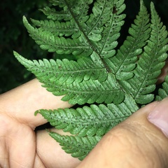 Metathelypteris gracilescens