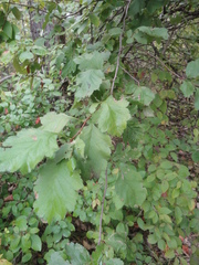 Crataegus maximowiczii