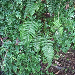 Metathelypteris gracilescens