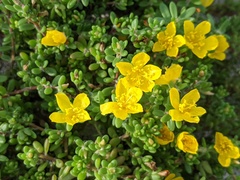 Portulaca psammotropha